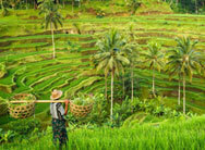 bali